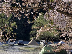 武奈ヶ岳からの朽木でお花見キャンプ