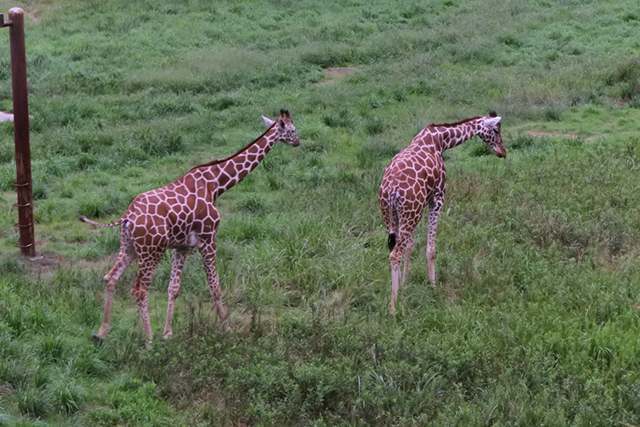 安佐動物公園