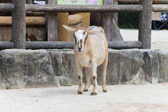 安佐動物公園