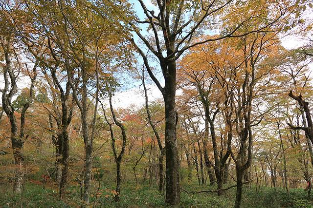 県境界隈　紅葉狩り登山