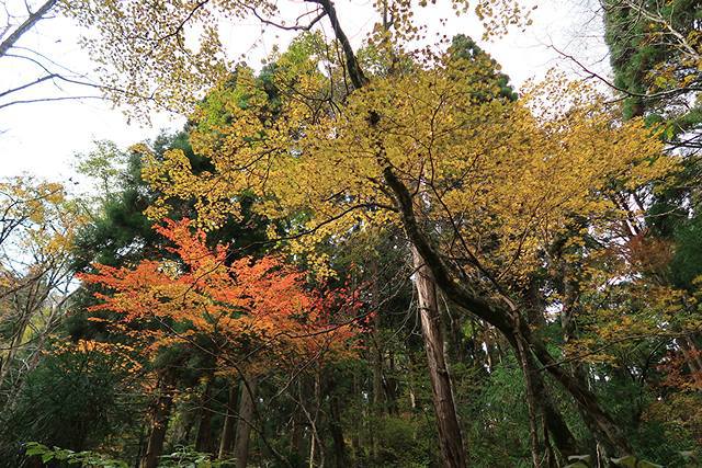 県境界隈　紅葉狩り登山