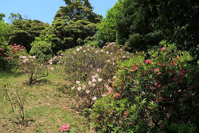 浅江神社のシャクナゲ