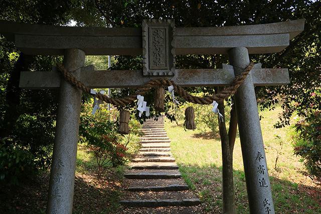 浅江神社のシャクナゲ