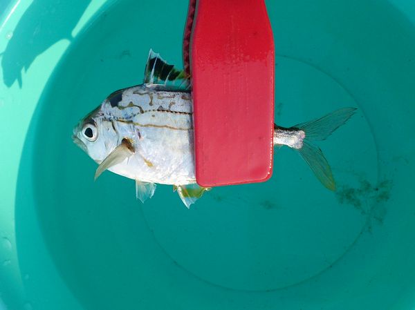 家族で釣り