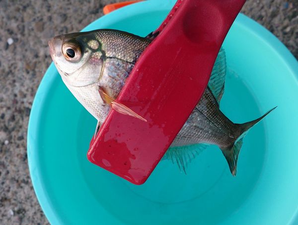 家族で釣り