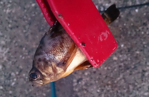 家族で釣り