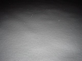 1月7日の鯉