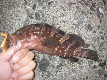 敦賀まつり９日目（病気！？
