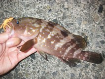 敦賀まつり９日目（病気！？
