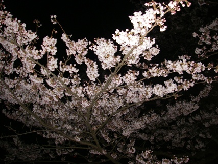 海津大崎　夜桜見物