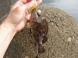 ネギョング（根魚テキ）調査