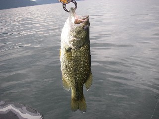 コラボ前、コラボ、大荒れ、そしてガックンorz