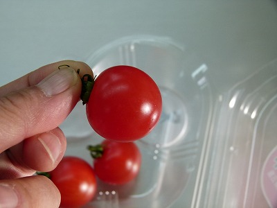 究極のトマトプロジェクト！！
