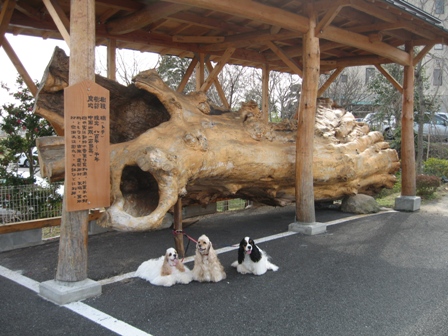 気になる木