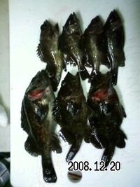 昨日の釣果 2008/12/21 10:19:04