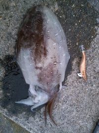 またこれですか・・・ 2009/06/08 13:58:57