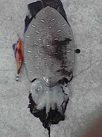 昨日の釣果 2009/05/16 09:01:11