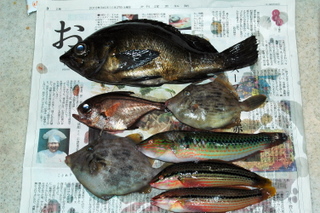 釣った魚を食す♪