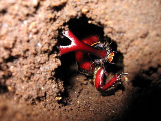 カブトムシ