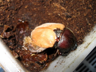 ♀♀♀