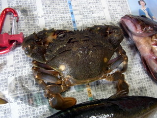 フジノラインインプレ！