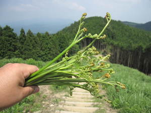 岩湧山山頂へ