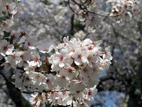 ブロガーになろう！ 2011/04/18 10:53:08