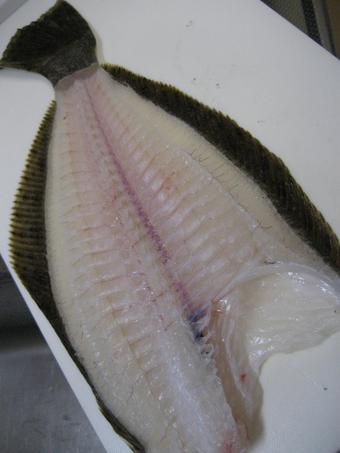 2009釣納