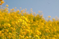 ゆうやけこやけラインは菜の花満開