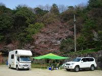 お花見デイキャンプ