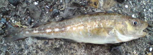 Codling