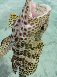 荒れ気味の海でキャスティング