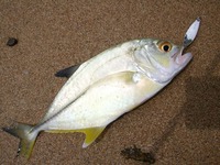 早朝のメッキゲーム　石垣島 2011/09/25 21:59:17