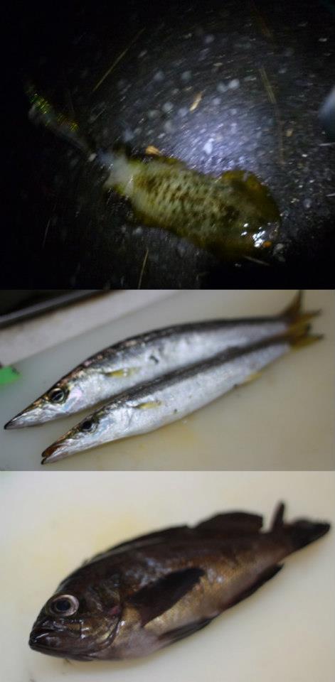 魚っけがあるっていいですね