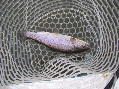 釣りに魚信に飢えちゃって