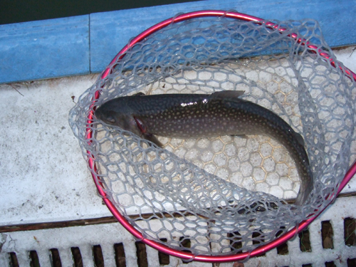 釣りに魚信に飢えちゃって