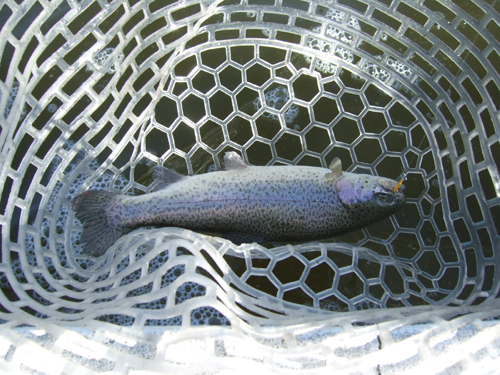 釣りに魚信に飢えちゃって