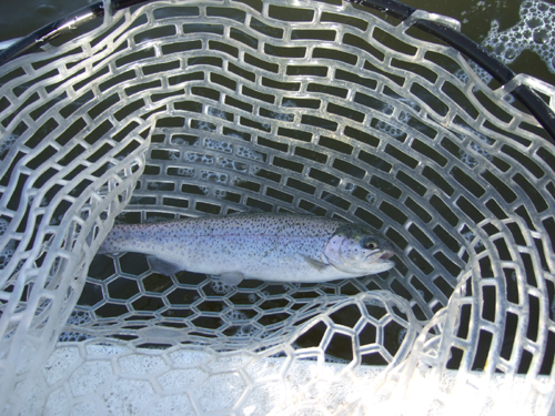 釣りに魚信に飢えちゃって