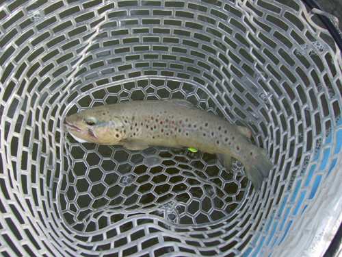 釣りに魚信に飢えちゃって