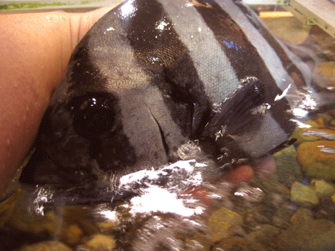 和歌山県産の天然石鯛