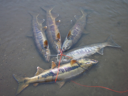 道東釣りバカゆーちゃんのfishing Life ２日間耐久戦 サケ調査その６ シシャモ釣り 珍さんと初釣り