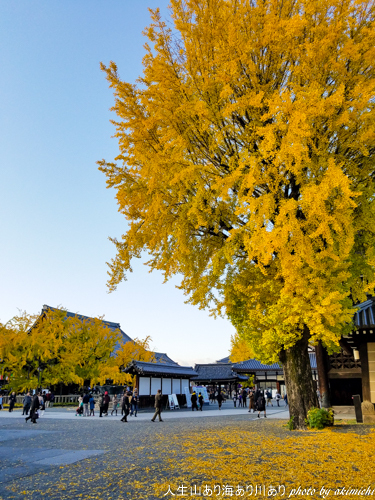 紅葉巡り納め ～ 京都 東福寺・西本願寺