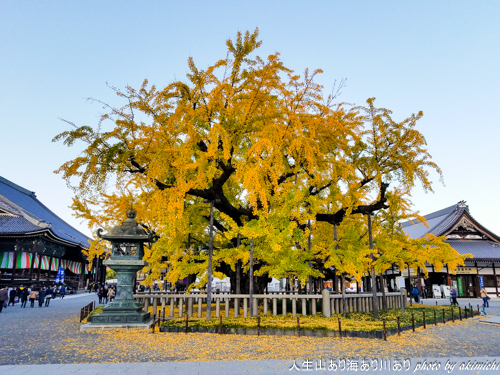 紅葉巡り納め ～ 京都 東福寺・西本願寺