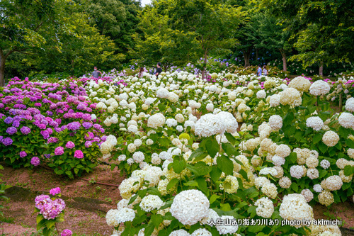 大阪南部の公園に花の名所を発見～蜻蛉池公園あじさい園散策