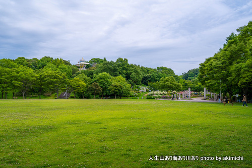 大阪南部の公園に花の名所を発見～蜻蛉池公園あじさい園散策