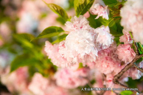 桜花絢爛～造幣局通り抜け