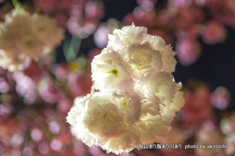 桜花絢爛～造幣局通り抜け