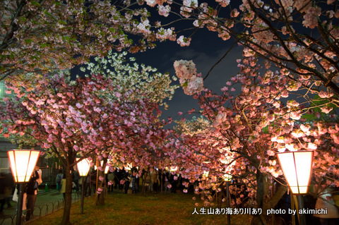 桜花絢爛～造幣局通り抜け