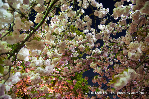 桜花絢爛～造幣局通り抜け