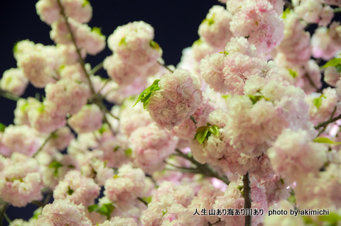 桜花絢爛～造幣局通り抜け